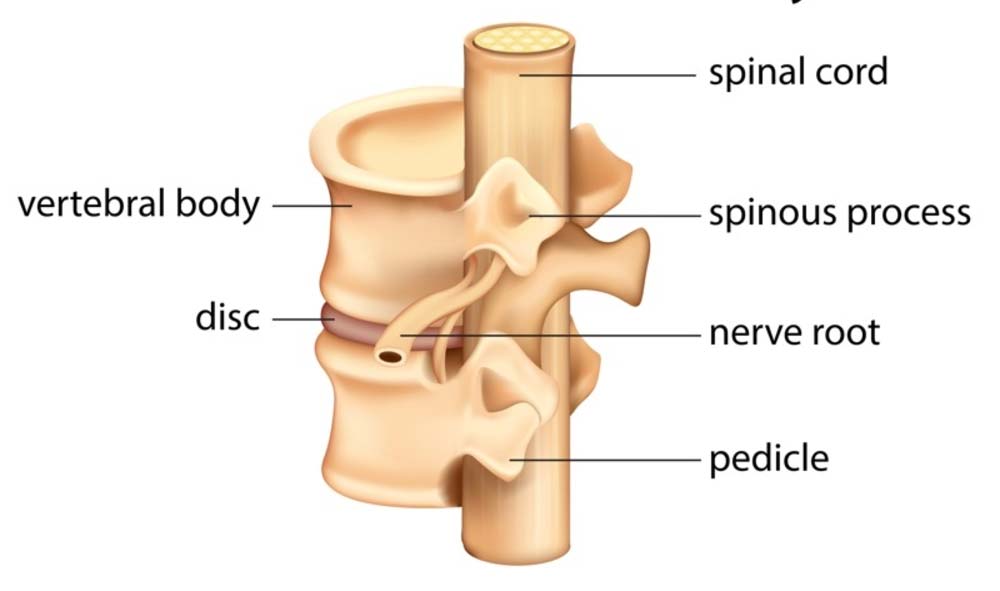 Nerve roots block