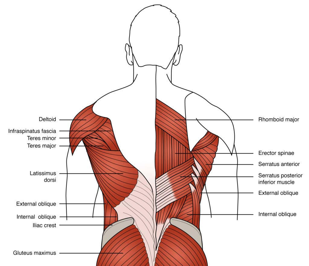 core muscles