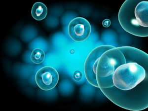 stem cells multiplicate