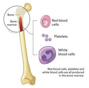 How can you get stem cells from your body?