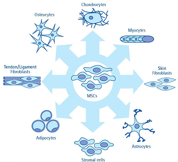 What are mesenchymal stem cells?