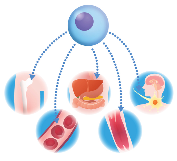 What is regenerative medicine?