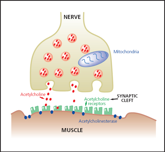 Context-sensitive recovery of neuromuscular function from vecuronium in dogs: Effects of dose and dosing protocol.