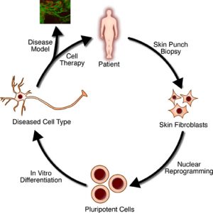 regenerative medicine