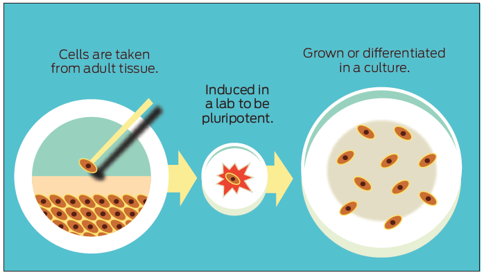 stem cells multiplicate