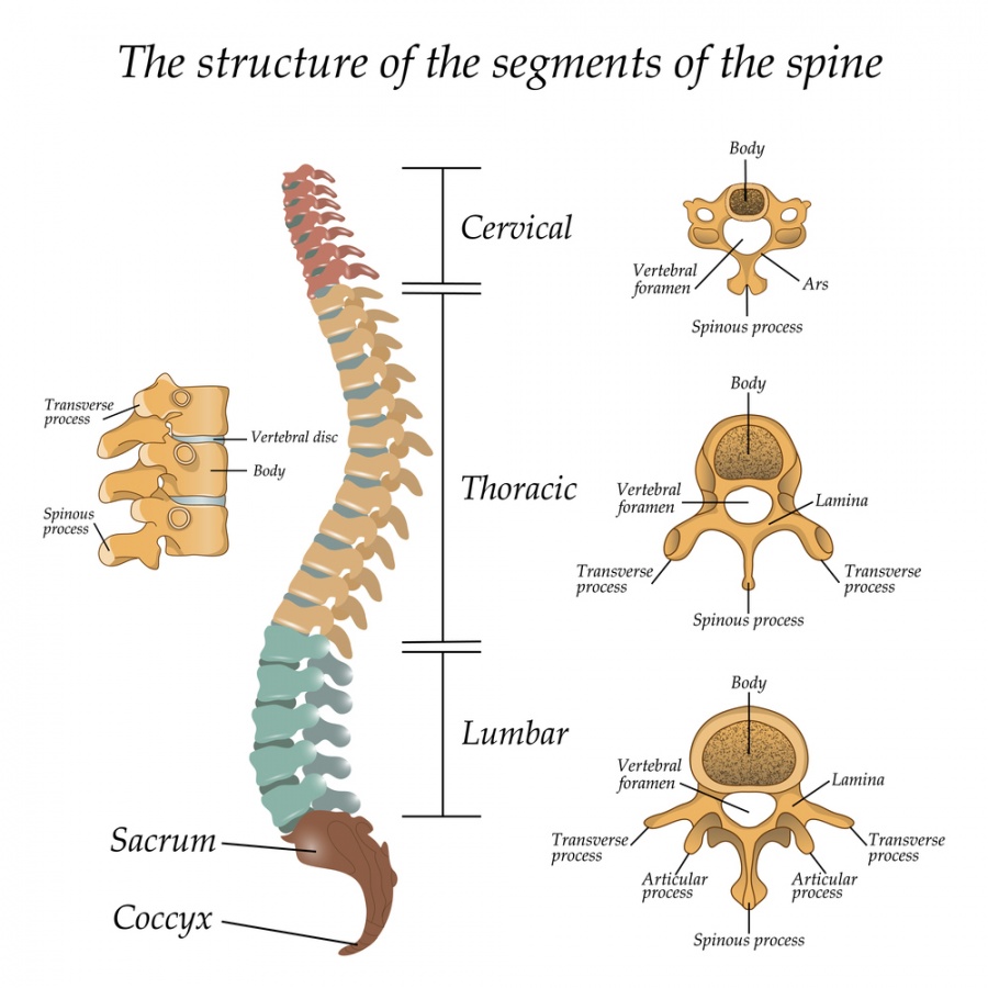 Surgical treatment for back pain