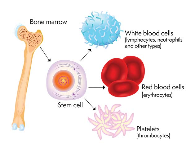 How to extract stem cells from excess fat in your body?