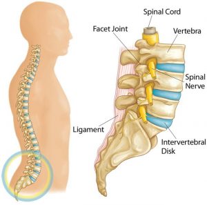 Anterior Lumbar Interbody Fusion ALIF